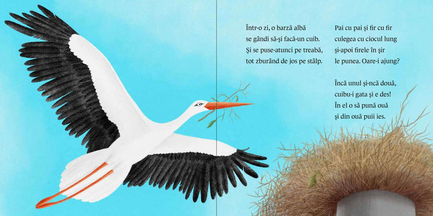 Pagini din interiorul cărții Mama Barză-și face cuib de Olina Ortiz — ilustrații pentru copii
